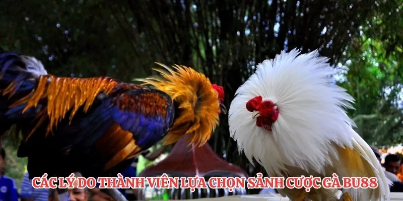 

Các lý do thành viên lựa chọn sảnh cược gà BU88