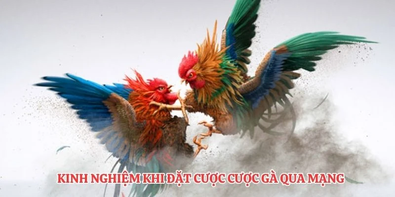 Kinh nghiệm khi đặt cược cược gà qua mạng