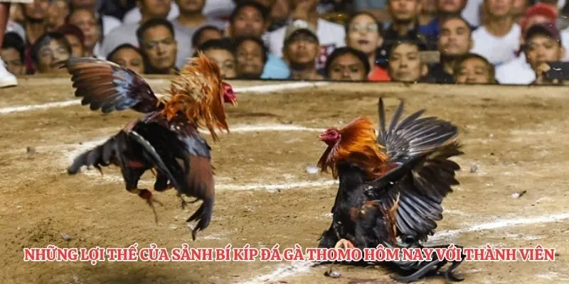 Những lợi thế của sảnh bí kíp đá gà thomo hôm nay với thành viên