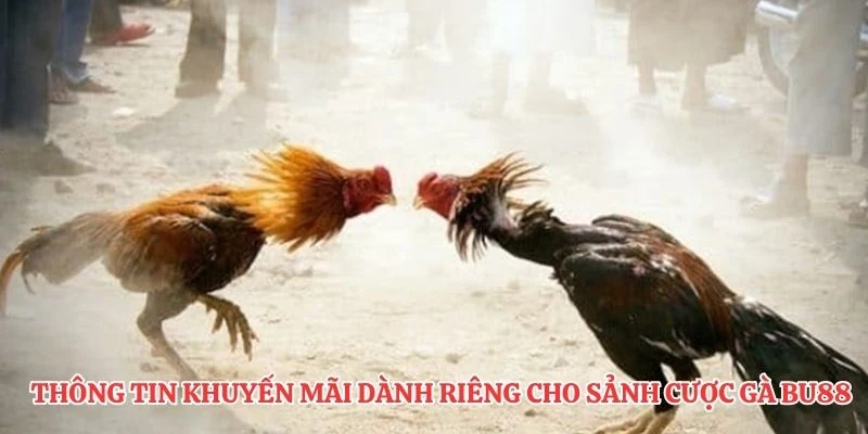 Thông tin khuyến mãi dành riêng cho sảnh cược gà BU8