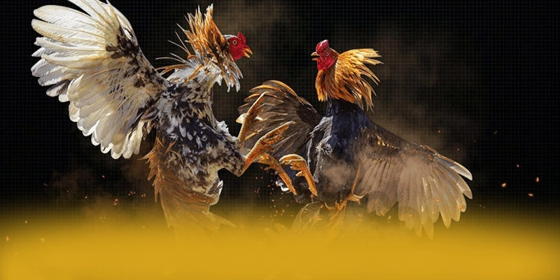 GOOD88 - Nhà cái cung cấp hàng trăm tựa game đẳng cấp tại Việt Nam
