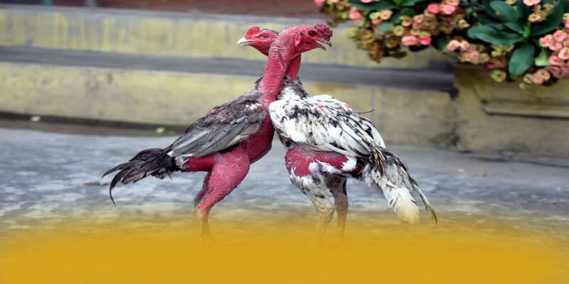 Đội ngũ hỗ trợ người chơi tại SUNWIN